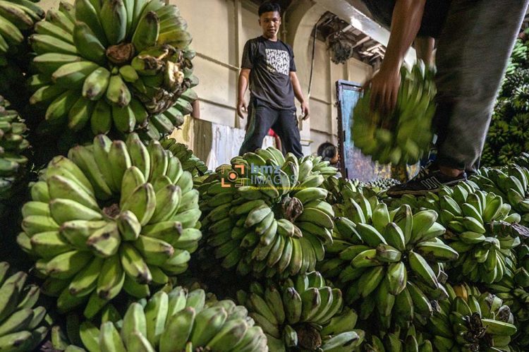 Pekerja menata buah pisang di dalam kapal ferry di Pelabuhan Penyeberangan Taipa, Palu, Sulawesi Tengah, Senin (1/4/2024). Sekitar 20 persen produksi pisang di Kota Palu dan sekitarnya dikirim ke Kalimantan melalui pelabuhan penyeberangan itu yang selain untuk memenuhi kebutuhan lokal, pisang itu juga diolah di Kalimantan untuk diekspor ke Malaysia. bmzIMAGES/Basri Marzuki