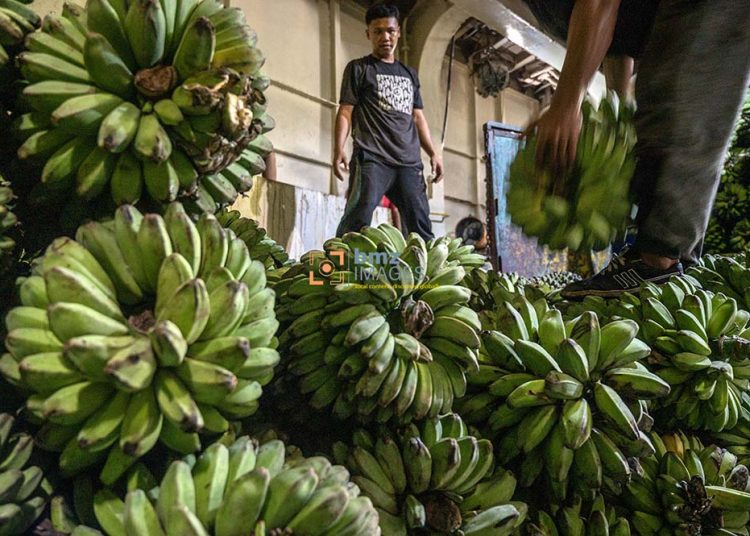 Pekerja menata buah pisang di dalam kapal ferry di Pelabuhan Penyeberangan Taipa, Palu, Sulawesi Tengah, Senin (1/4/2024). Sekitar 20 persen produksi pisang di Kota Palu dan sekitarnya dikirim ke Kalimantan melalui pelabuhan penyeberangan itu yang selain untuk memenuhi kebutuhan lokal, pisang itu juga diolah di Kalimantan untuk diekspor ke Malaysia. bmzIMAGES/Basri Marzuki