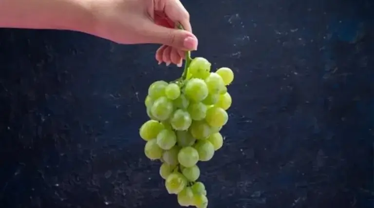 ilustrasi anggur shine muscat (freepik.com/KamranAydinov) Artikel ini telah tayang di Idntimes.com dengan judul "Bahaya Residu Pestisida pada Anggur Shine Muscat". Klik untuk baca: https://www.idntimes.com/health/medical/laili-zain-damaika-1/bahaya-residu-pestisida-pada-anggur-shine-muscat.