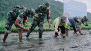 Tanam padi organik bersama PT Vale Indonesia dan Pangdam XIII/Merdeka di Morowali, Sabtu (25/1/2025). (Foto: PT Vale Indonesia)