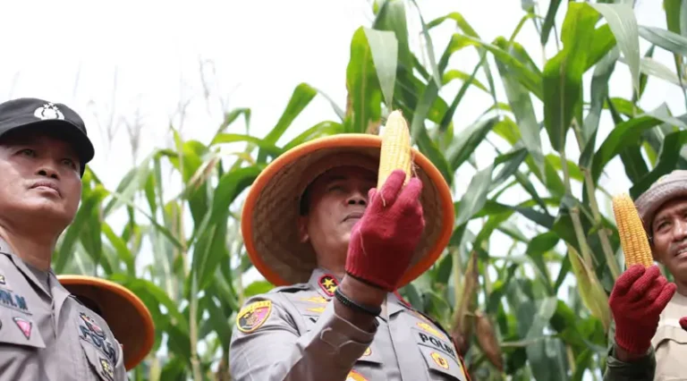 Kapolda Sulsel, Irjen Pol Yudhiawan (tengah) menunjukkan jagung yang dipanennya saat berkunjung di kawasan PT Vale Indonesia di Sorwako, Luwu TImur, Sulsel, Kamis (6/2/2025). (Foto: PT Vale Indonesia)