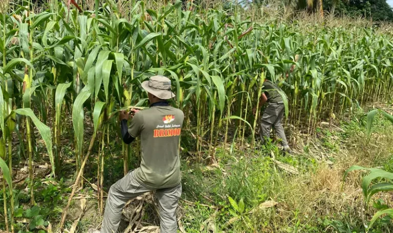 Personel Satgas Madago Raya memanen tanaman jagung dari lahan kosong yang dimanfaatkan di Poso. (Foto: Humas Madago Raya)