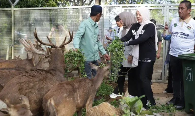 Wagub Sulsel, Fatmawati Rusdi memberi makan sejumlah rusa di penangkaran PT Vale di Sorowako, Luwu Timur, Jumat (18/4/2025). (Foto: PT Vale Indonesia)