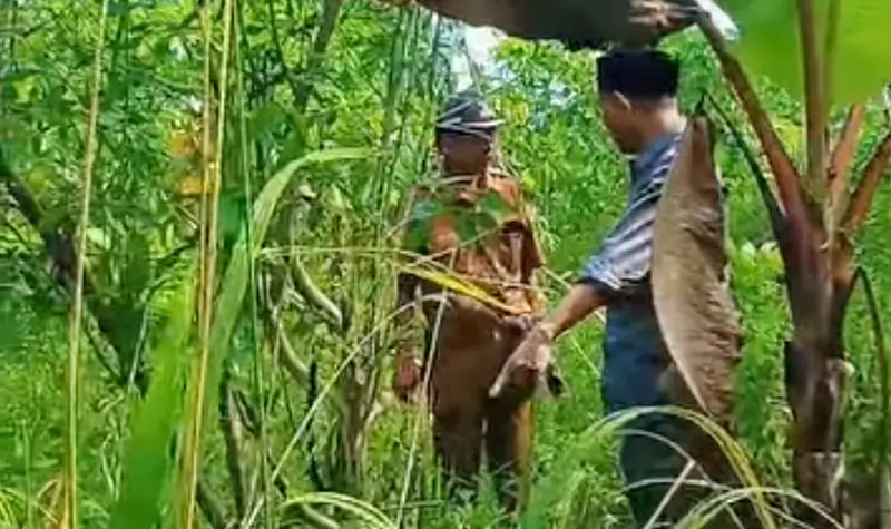 Wakil Ketua DPRD Sulteng, Aristan (kanan) bersama Kades Talaga di Kawasan Pangan Nasional, Desa Talaga, Donggala, Senin (26/5/2025). (Foto: Tangkapan layar)