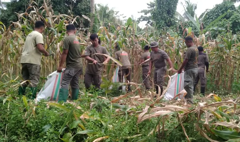 Personel Satgas Madago Raya memanen jagung di Desa Tokorondao, Poso, Selasa (6/5/2025). (Foto: Humas Satgas Madago raya)