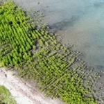 Bentangan mangrove pada penananman 1000 mangrove di Pantai Dupa, Teluk Palu, Layana Indah,, Sabtu (10/5/2025). (bmzIMAGES/Basri Marzuki)