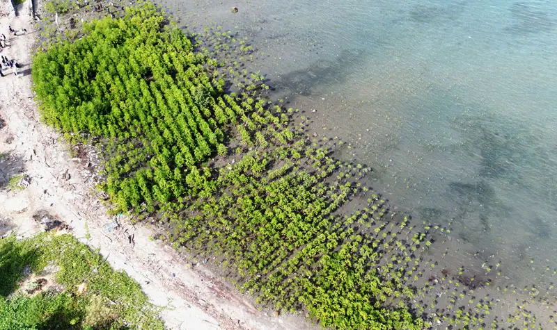 Bentangan mangrove pada penananman 1000 mangrove di Pantai Dupa, Teluk Palu, Layana Indah,, Sabtu (10/5/2025). (bmzIMAGES/Basri Marzuki)