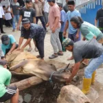 Penyembelihan hewan kurban di Mapolresta Palu, Jumat (6/6/2025). (Foto: Humas Polresta Palu)